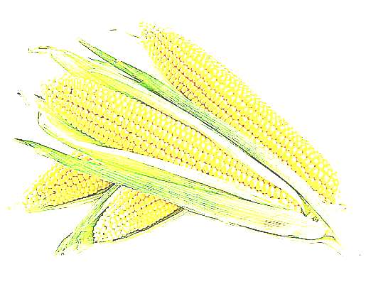 Кукуруза (рисунок)