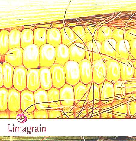 Семена кукурузы Лимагрен (рисунок)