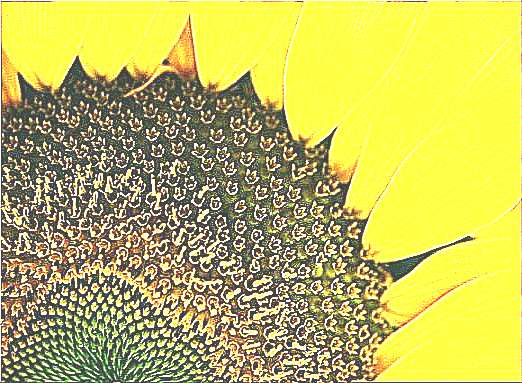 Семена подсолнечника Goldsan (рисунок)