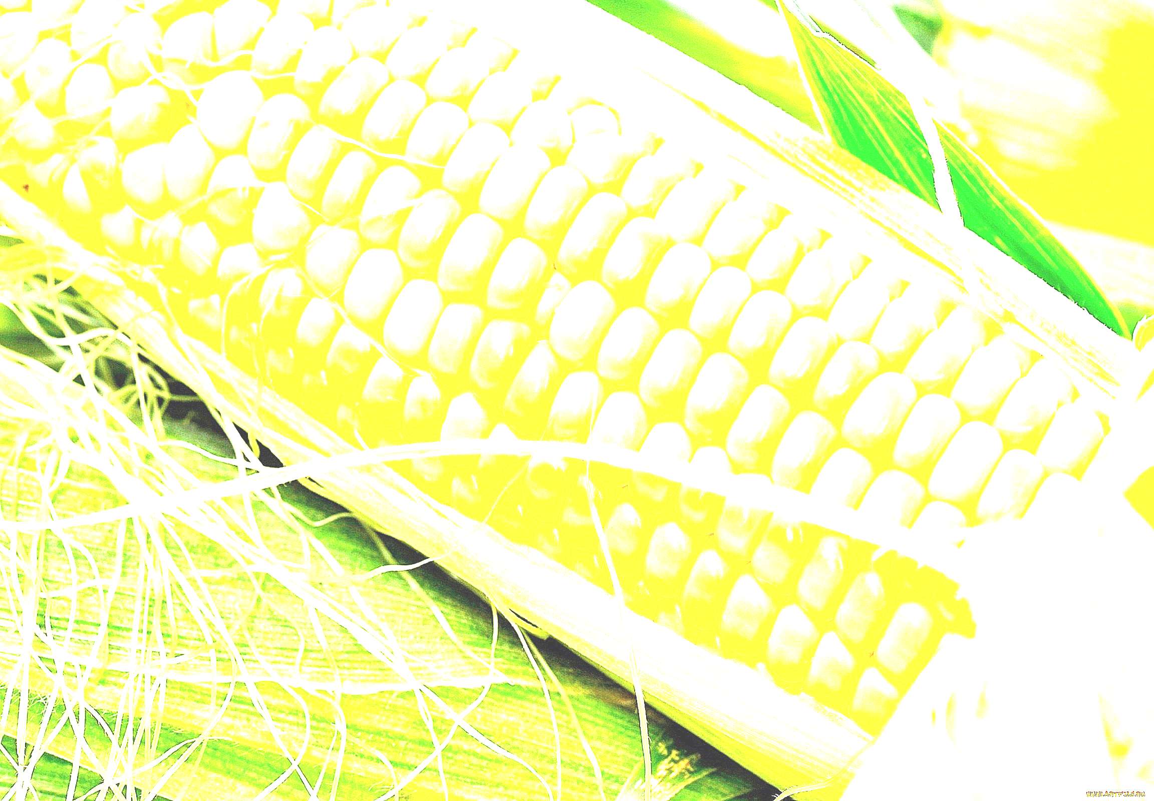Семена кукурузы Limagrain (рисунок)