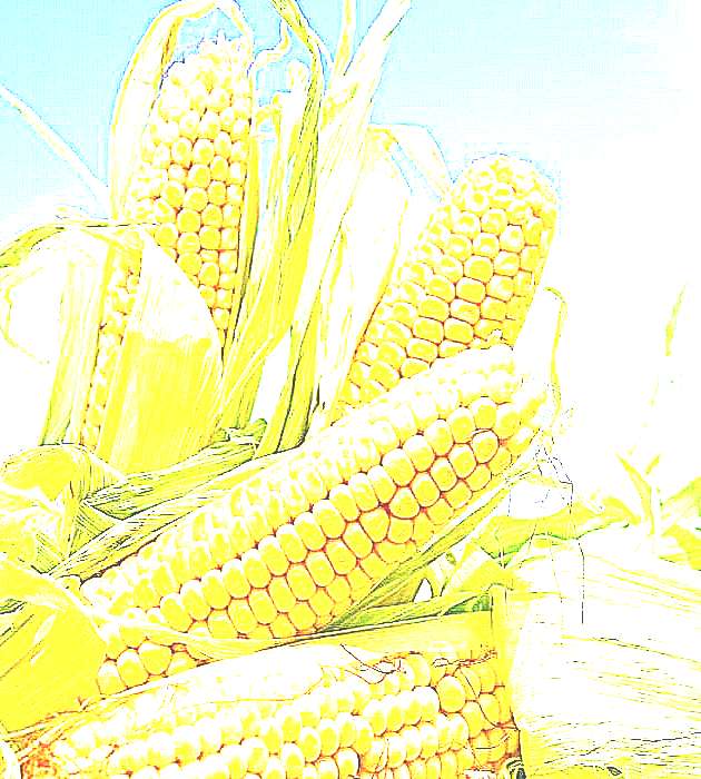 Семена кукурузы (фото)
