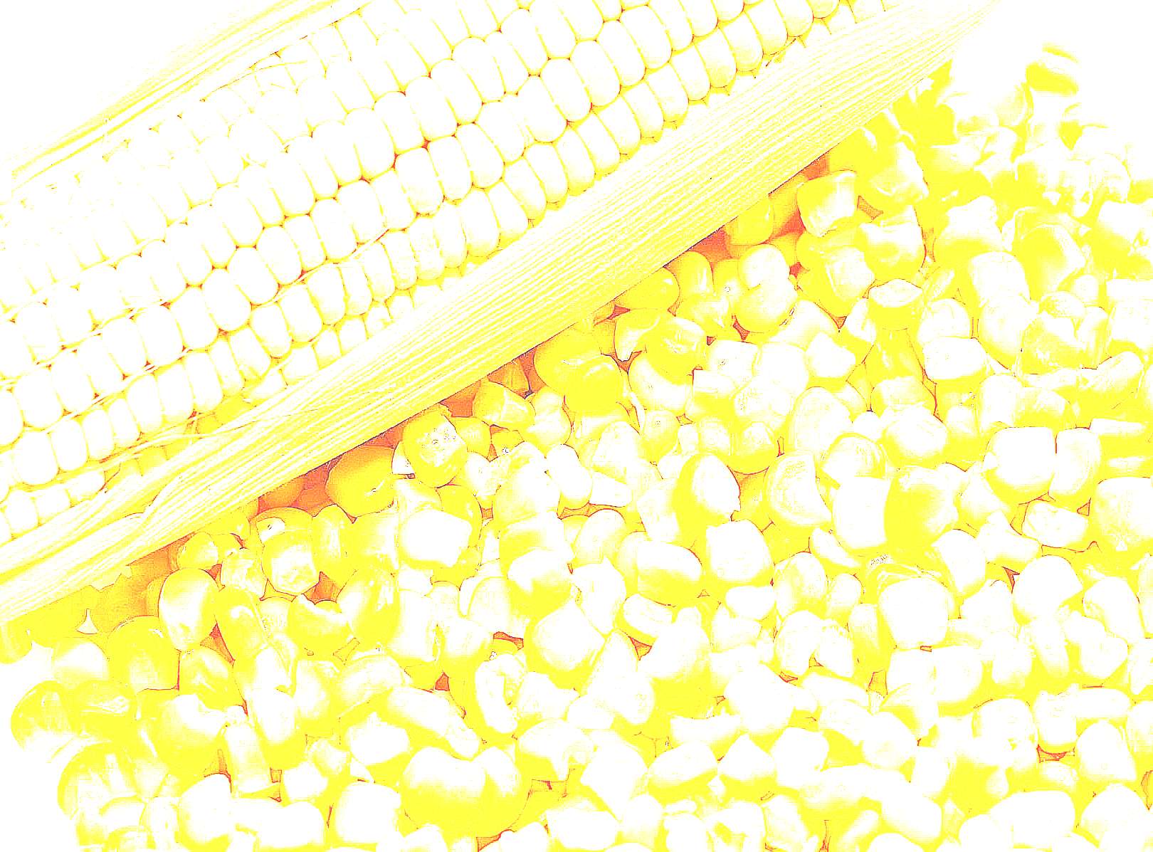 Семена кукурузы (рисунок)