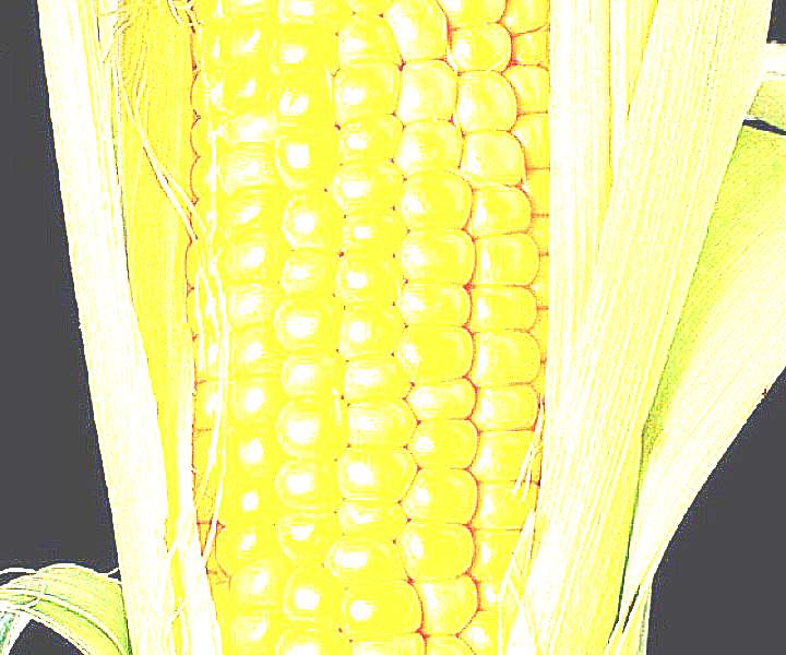 Семена кукурузы Pioneer (фото)